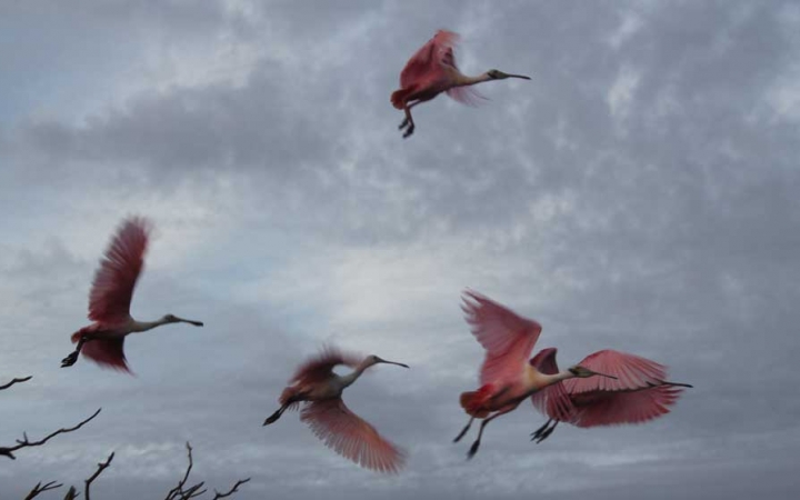 Under a gray sky, several pink flamingoes take flight.